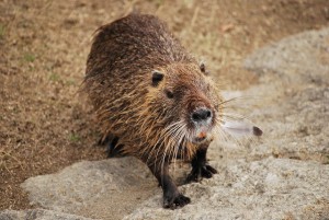 毛皮】どんな動物?26種類の違いと特徴・値段の違い